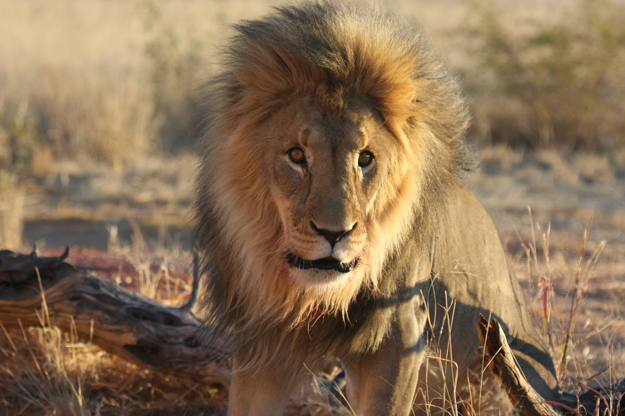 [8457] 2016_06_23_11_54_27_Africa_Canon_EOS_40D_IMG__00932.jpg