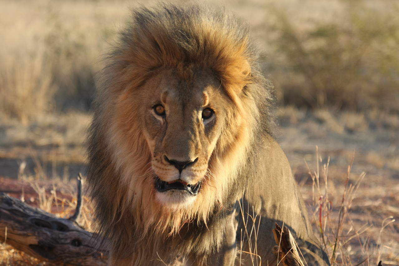 [8585] 2016_06_23_11_54_55_Africa_Canon_EOS_40D_IMG__09250.jpg