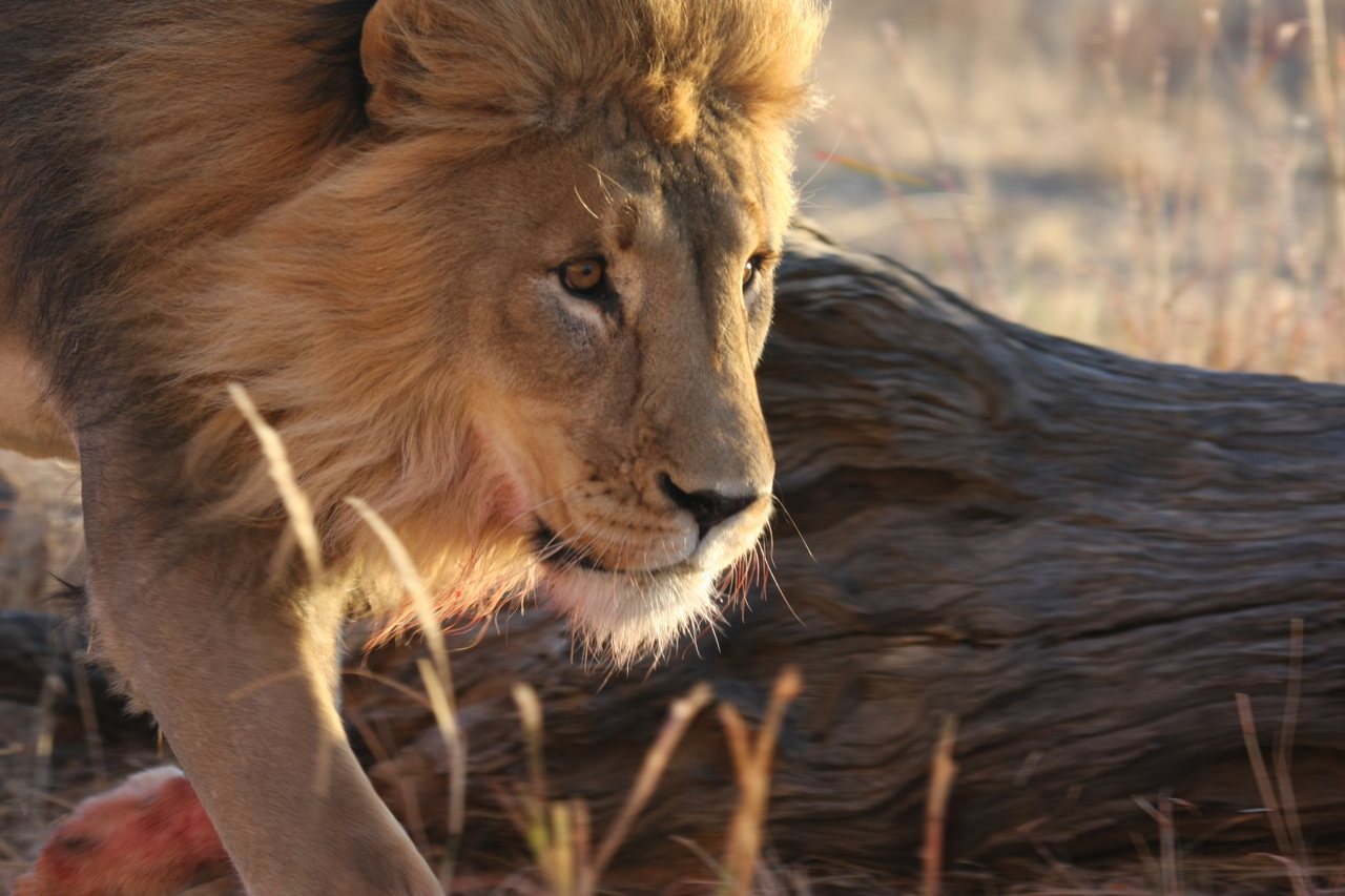 [8692] 2016_06_23_11_56_36_Africa_Canon_EOS_40D_IMG__01004.jpg