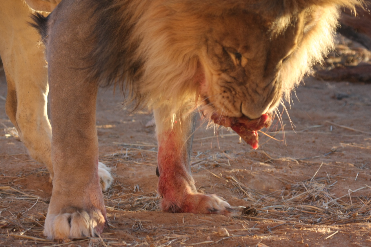 [8701] 2016_06_23_11_56_39_Africa_Canon_EOS_40D_IMG__01840.jpg