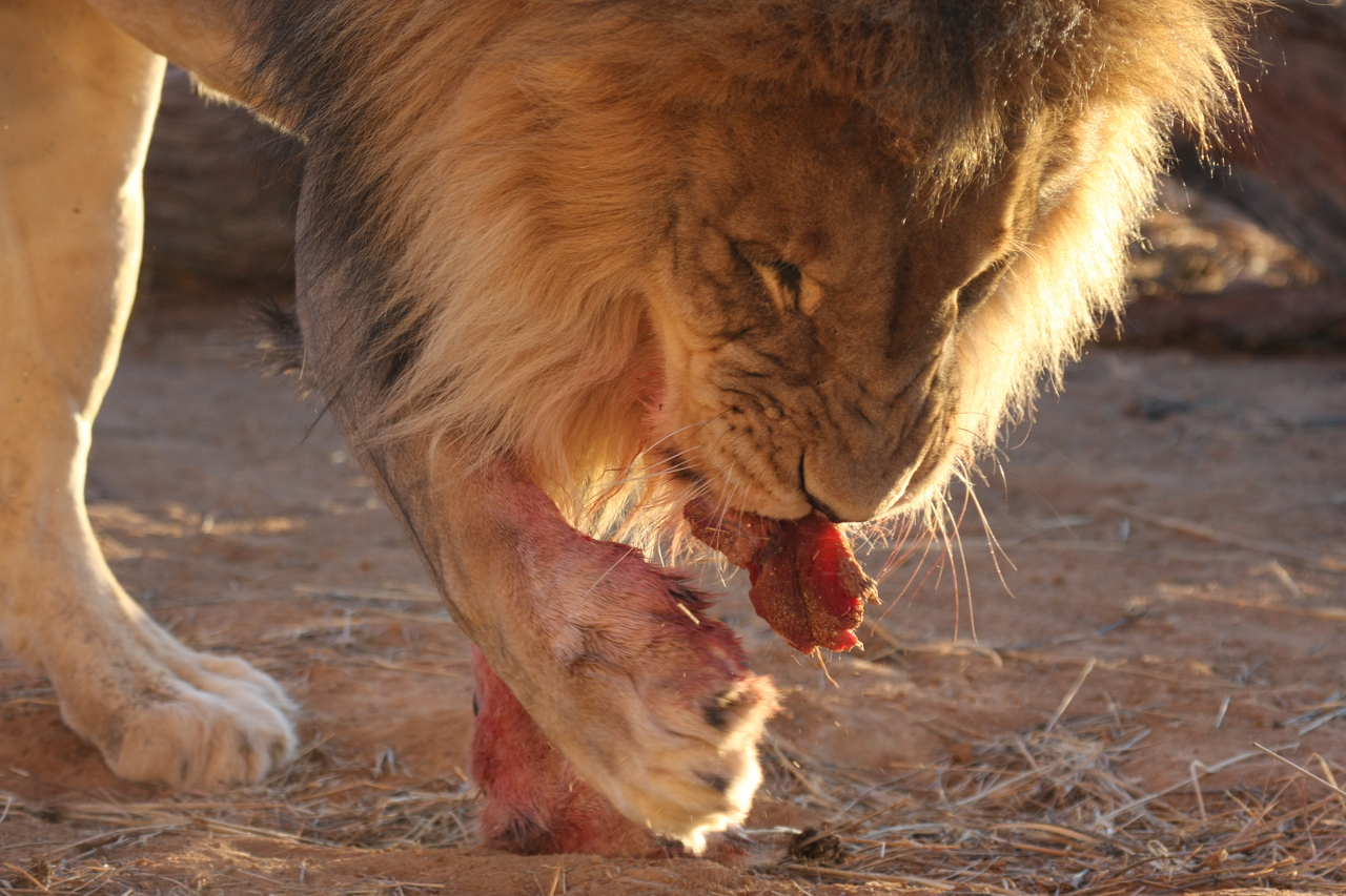 [8705] 2016_06_23_11_56_40_Africa_Canon_EOS_40D_IMG__01007.jpg