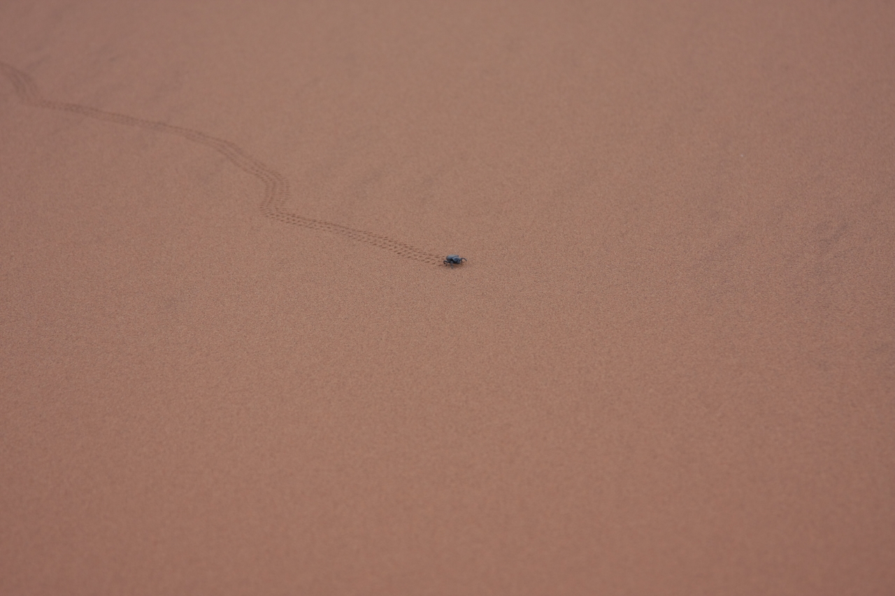 [14957] 2016_06_25_03_10_42_Africa_Canon_EOS_40D_IMG__00285.jpg