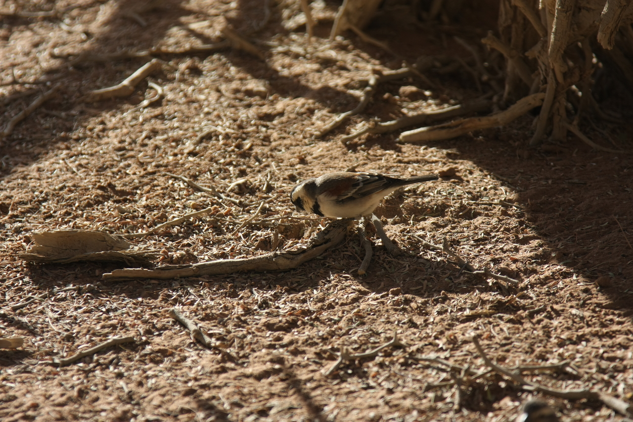 [15069] 2016_06_25_03_30_07_Africa_Canon_EOS_40D_IMG__09461.jpg
