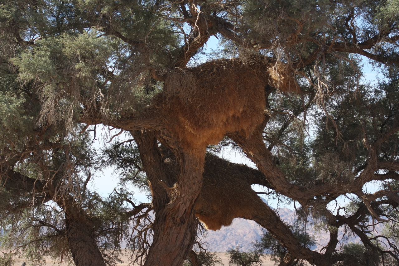 [15799] 2016_06_25_09_32_48_Africa_Canon_EOS_40D_IMG__09560.jpg