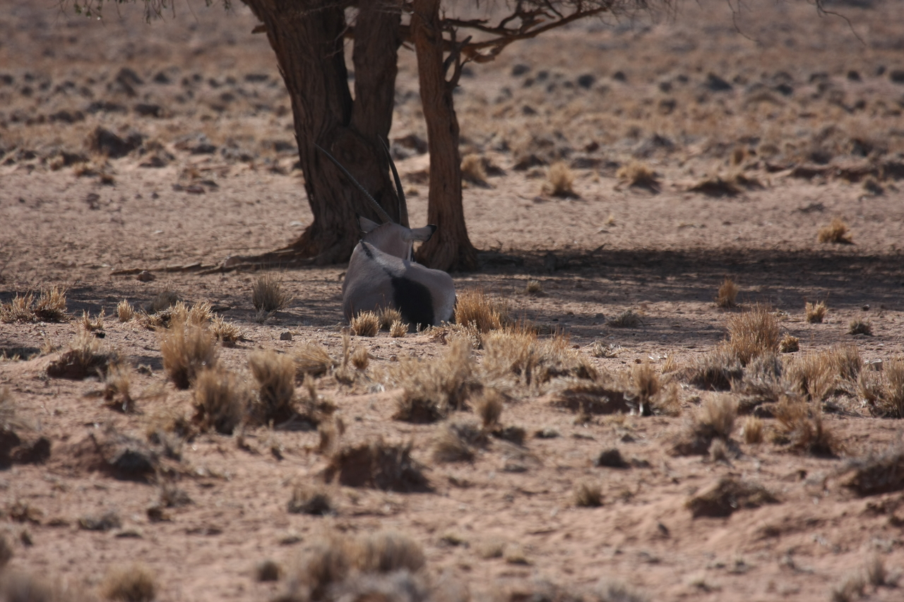 [15804] 2016_06_25_09_33_19_Africa_Canon_EOS_40D_IMG__02115.jpg