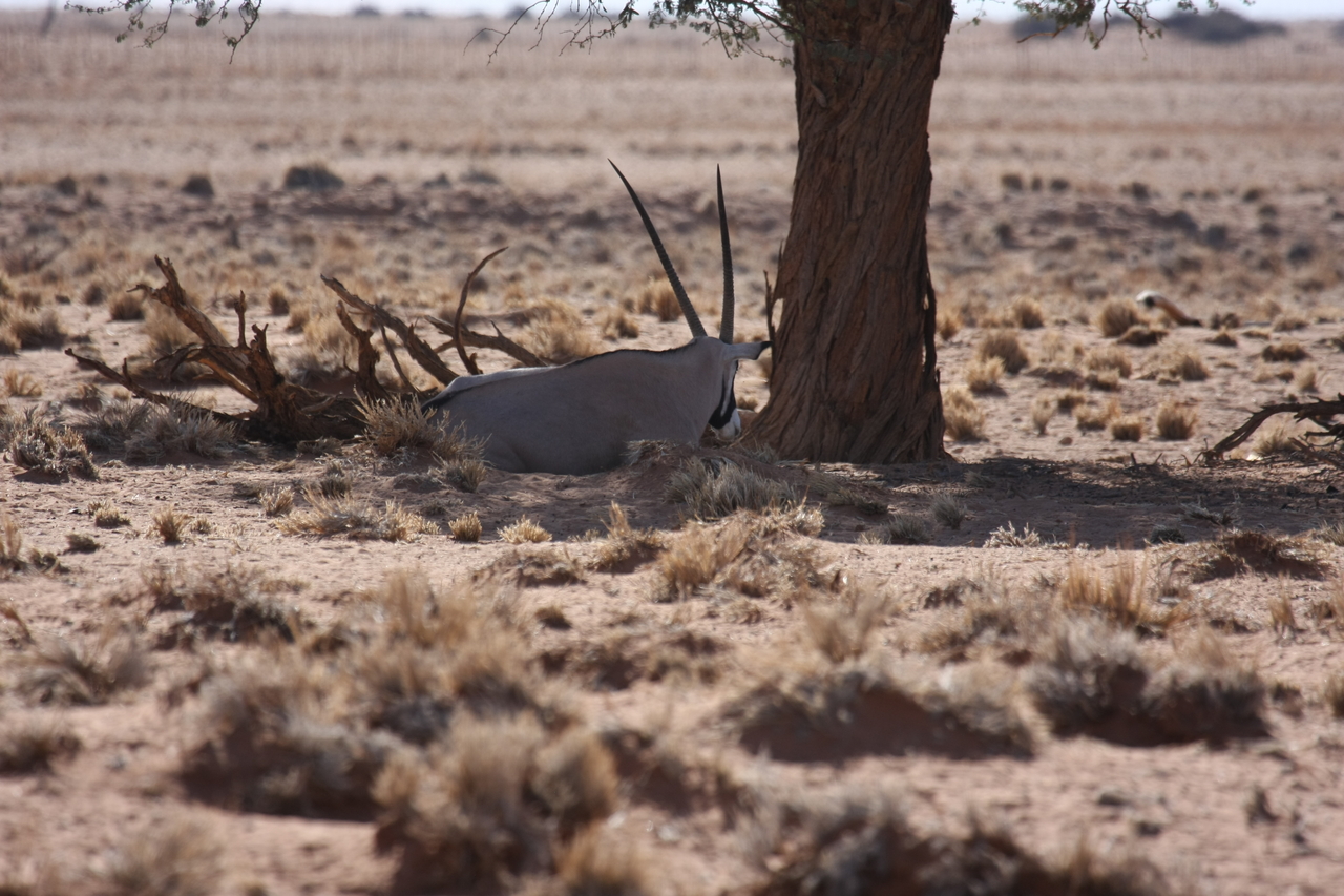 [15807] 2016_06_25_09_33_27_Africa_Canon_EOS_40D_IMG__02116.jpg