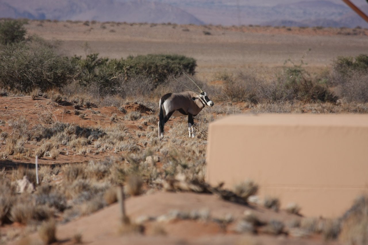 [15814] 2016_06_25_09_33_46_Africa_Canon_EOS_40D_IMG__09566.jpg