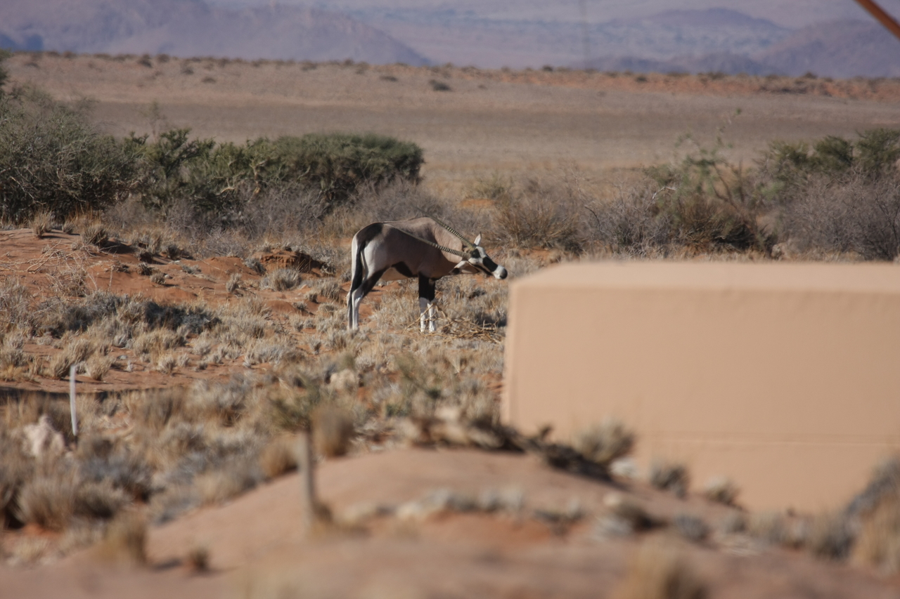[15821] 2016_06_25_09_33_58_Africa_Canon_EOS_40D_IMG__09567.jpg