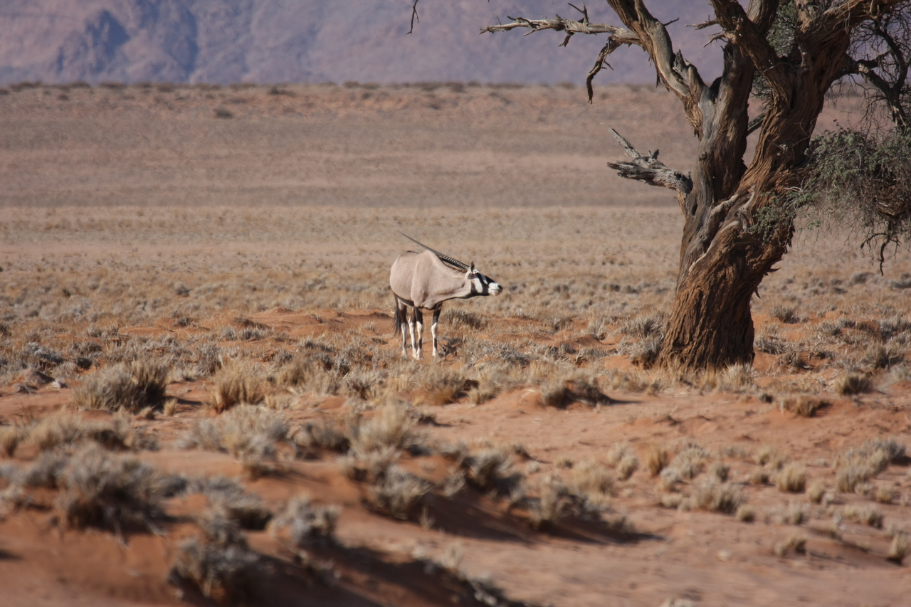 [15845] 2016_06_25_09_35_31_Africa_Canon_EOS_40D_IMG__09575.jpg