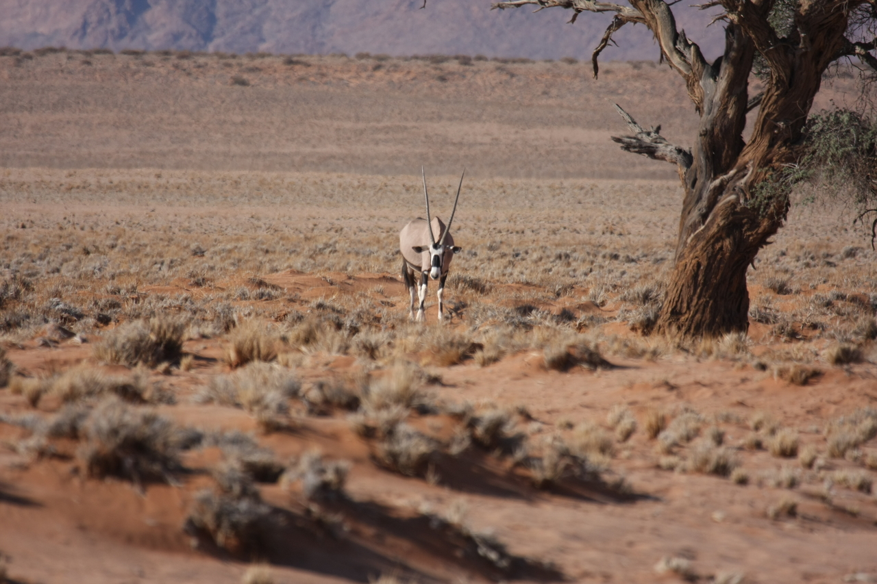 [15860] 2016_06_25_09_35_41_Africa_Canon_EOS_40D_IMG__02135.jpg