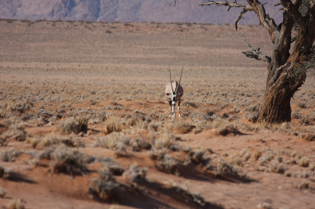 [15861] 2016_06_25_09_35_41_Africa_Canon_EOS_40D_IMG__02136.jpg