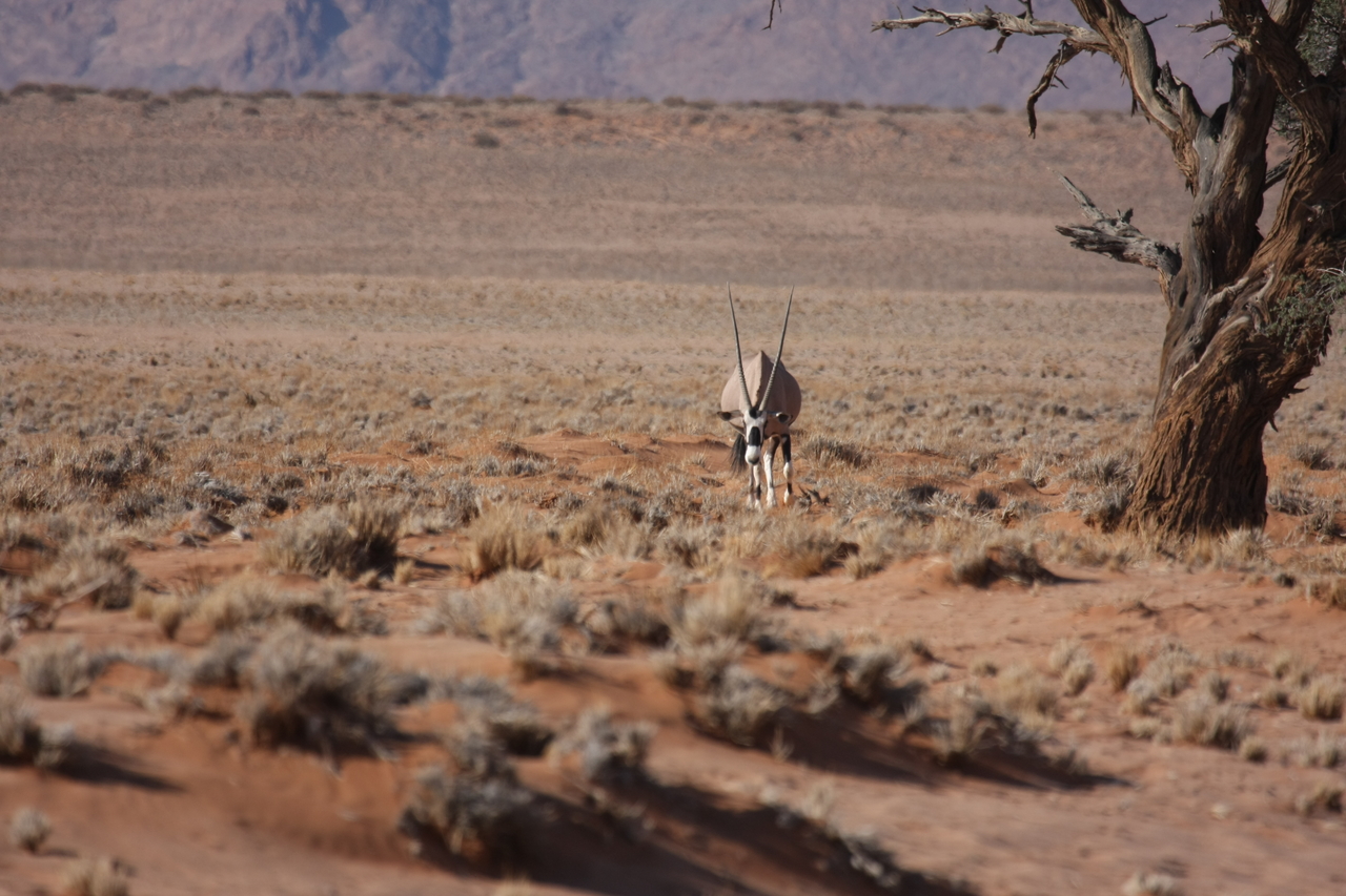 [15865] 2016_06_25_09_35_41_Africa_Canon_EOS_40D_IMG__09584.jpg