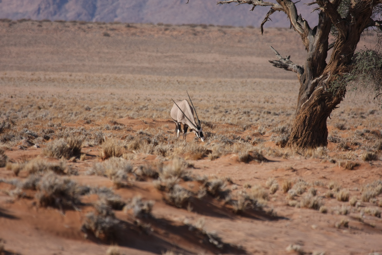 [15868] 2016_06_25_09_35_44_Africa_Canon_EOS_40D_IMG__00148.jpg