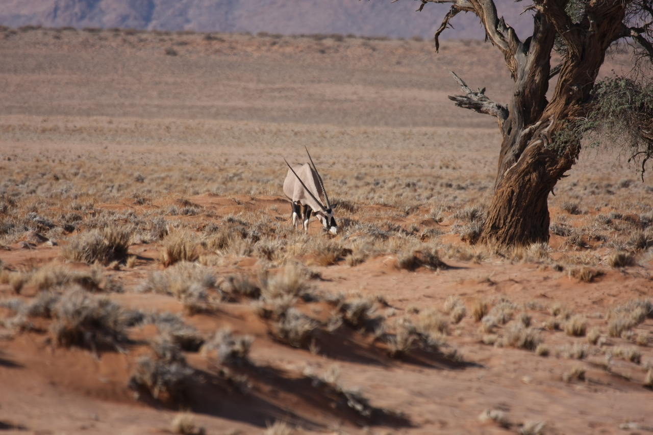 [15870] 2016_06_25_09_35_44_Africa_Canon_EOS_40D_IMG__02139.jpg
