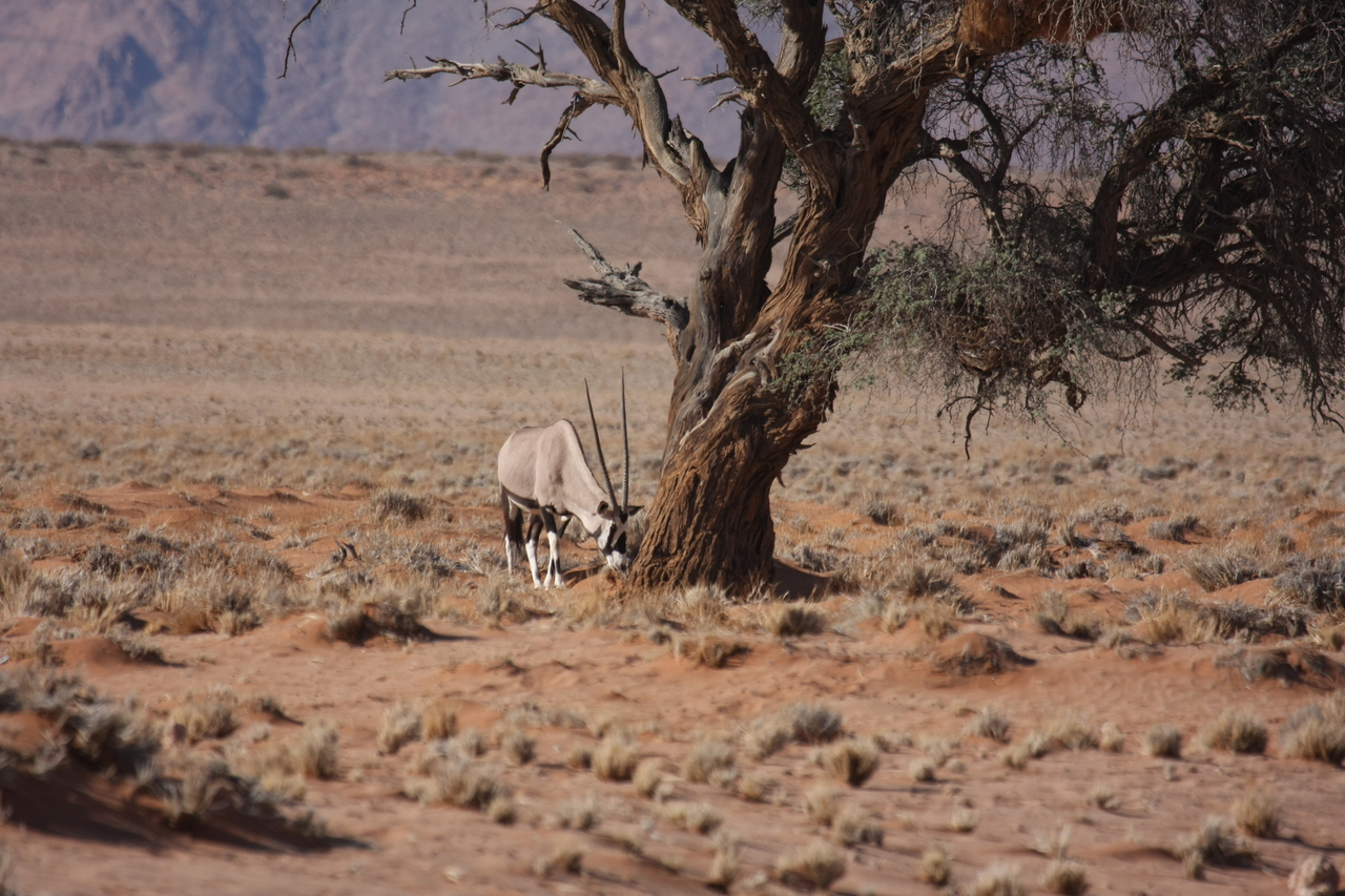 [15879] 2016_06_25_09_36_06_Africa_Canon_EOS_40D_IMG__00151.jpg
