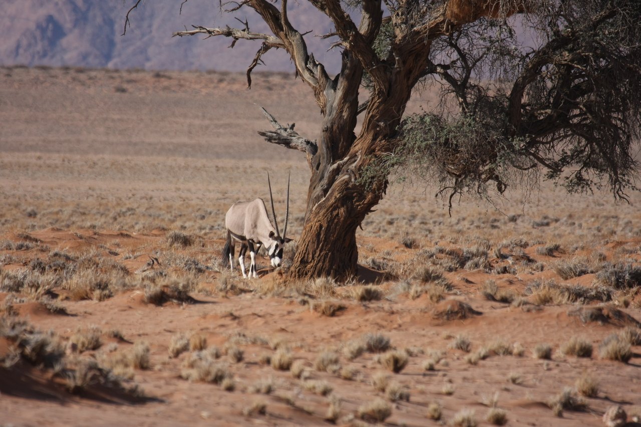 [15880] 2016_06_25_09_36_06_Africa_Canon_EOS_40D_IMG__02143.jpg