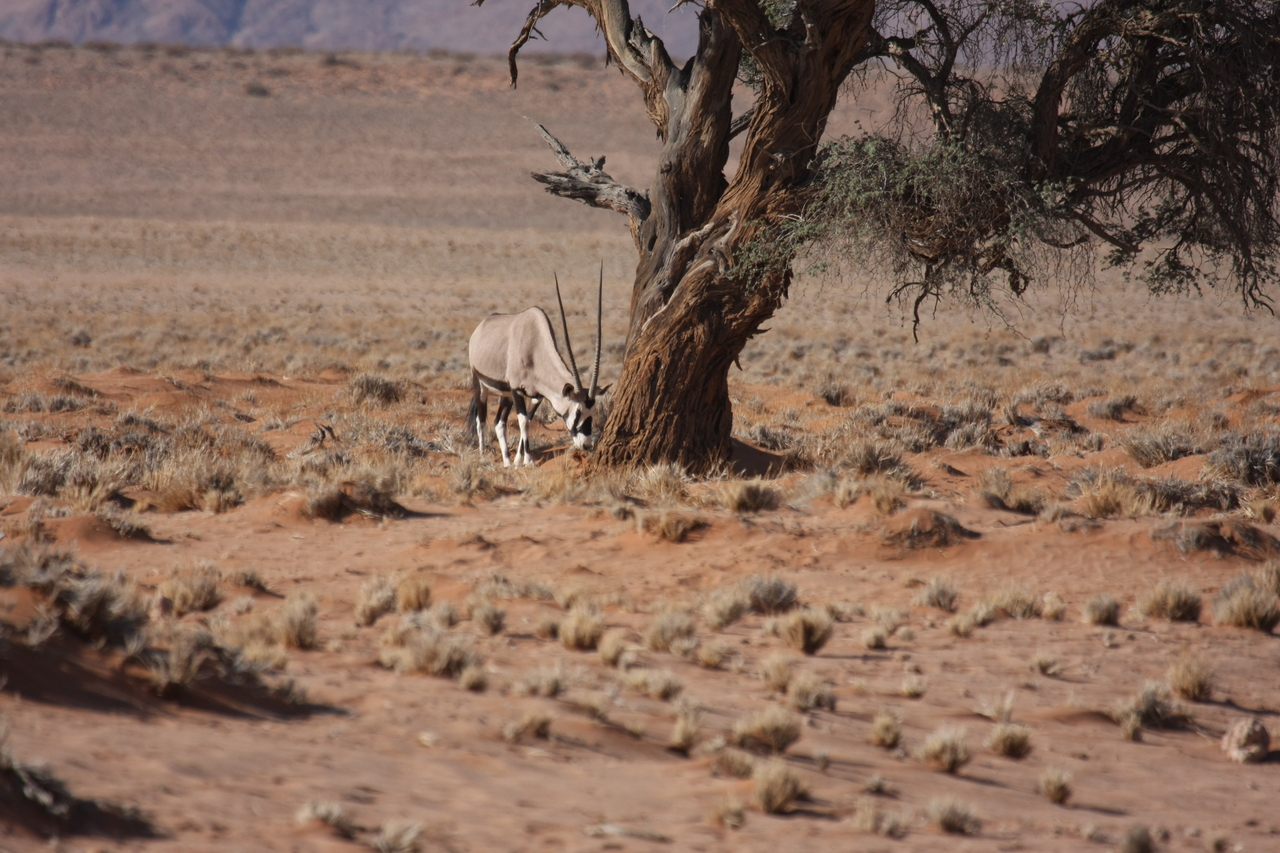 [15887] 2016_06_25_09_36_10_Africa_Canon_EOS_40D_IMG__02145.jpg