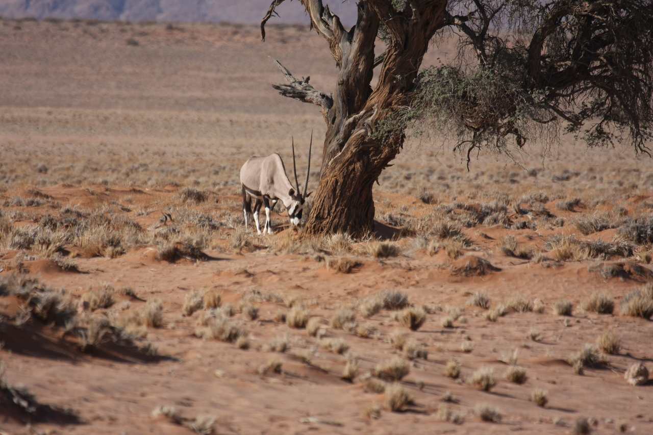 [15891] 2016_06_25_09_36_10_Africa_Canon_EOS_40D_IMG__09593.jpg