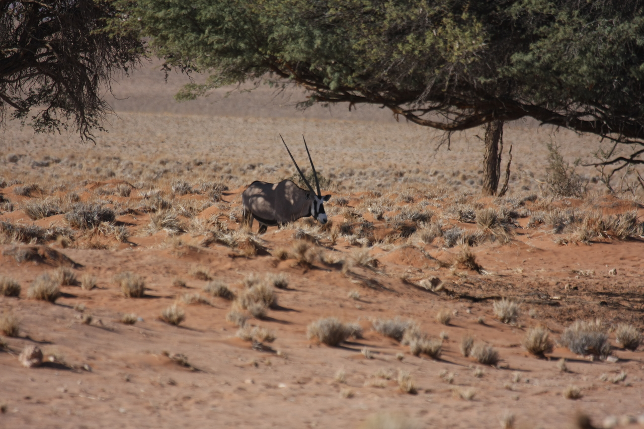 [15896] 2016_06_25_09_36_53_Africa_Canon_EOS_40D_IMG__02148.jpg
