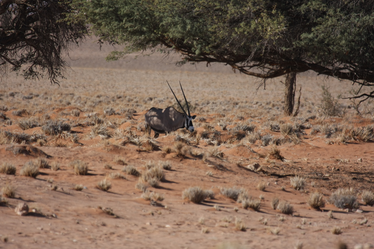 [15898] 2016_06_25_09_36_53_Africa_Canon_EOS_40D_IMG__02150.jpg