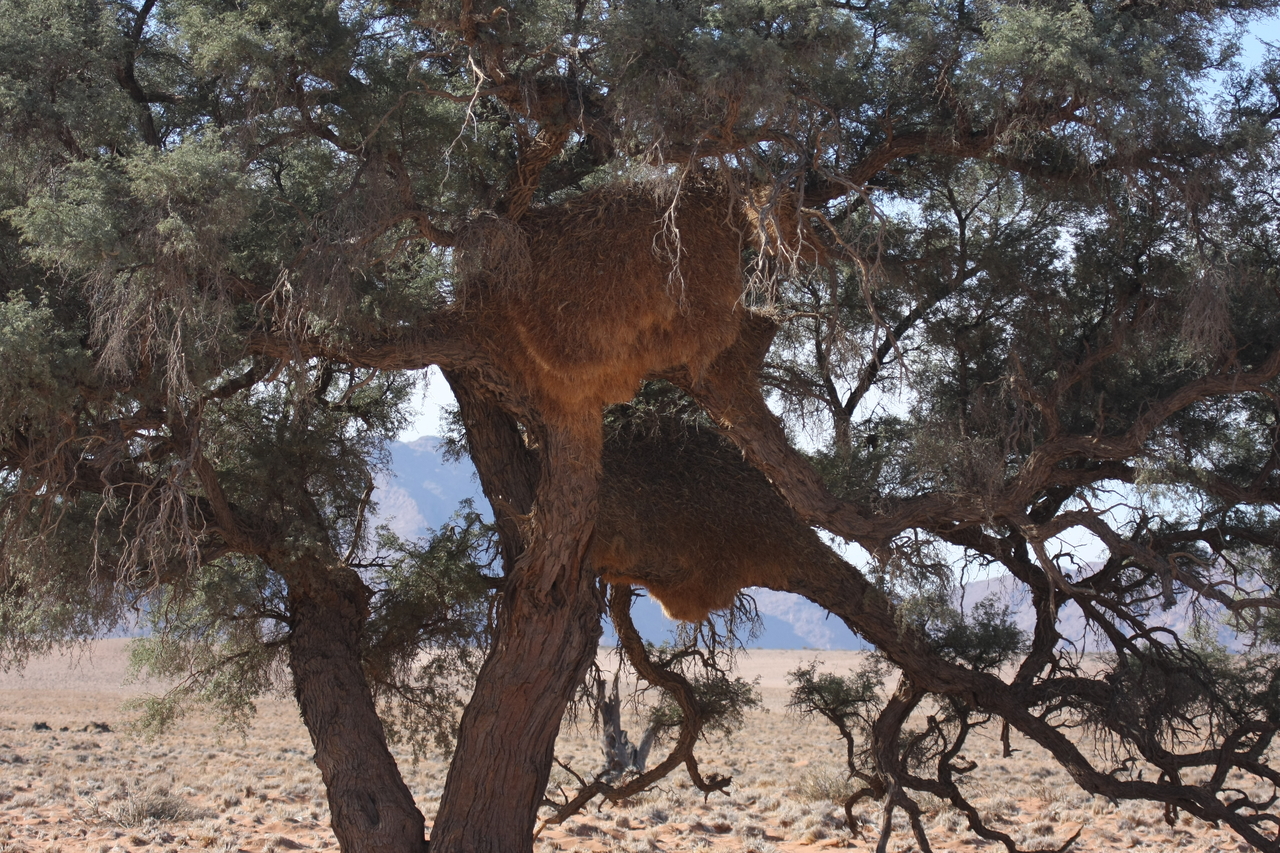 [15906] 2016_06_25_09_37_23_Africa_Canon_EOS_40D_IMG__09599.jpg
