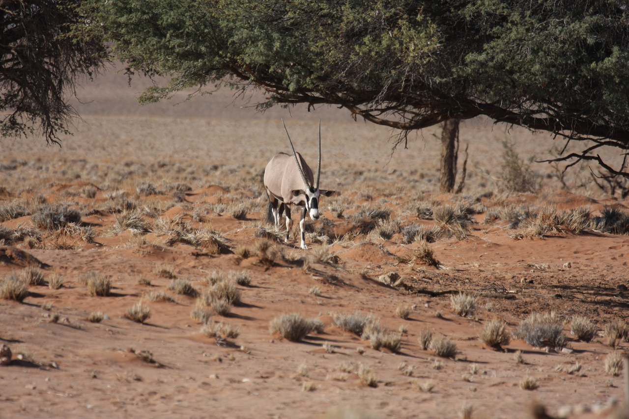 [15921] 2016_06_25_09_38_13_Africa_Canon_EOS_40D_IMG__00166.jpg