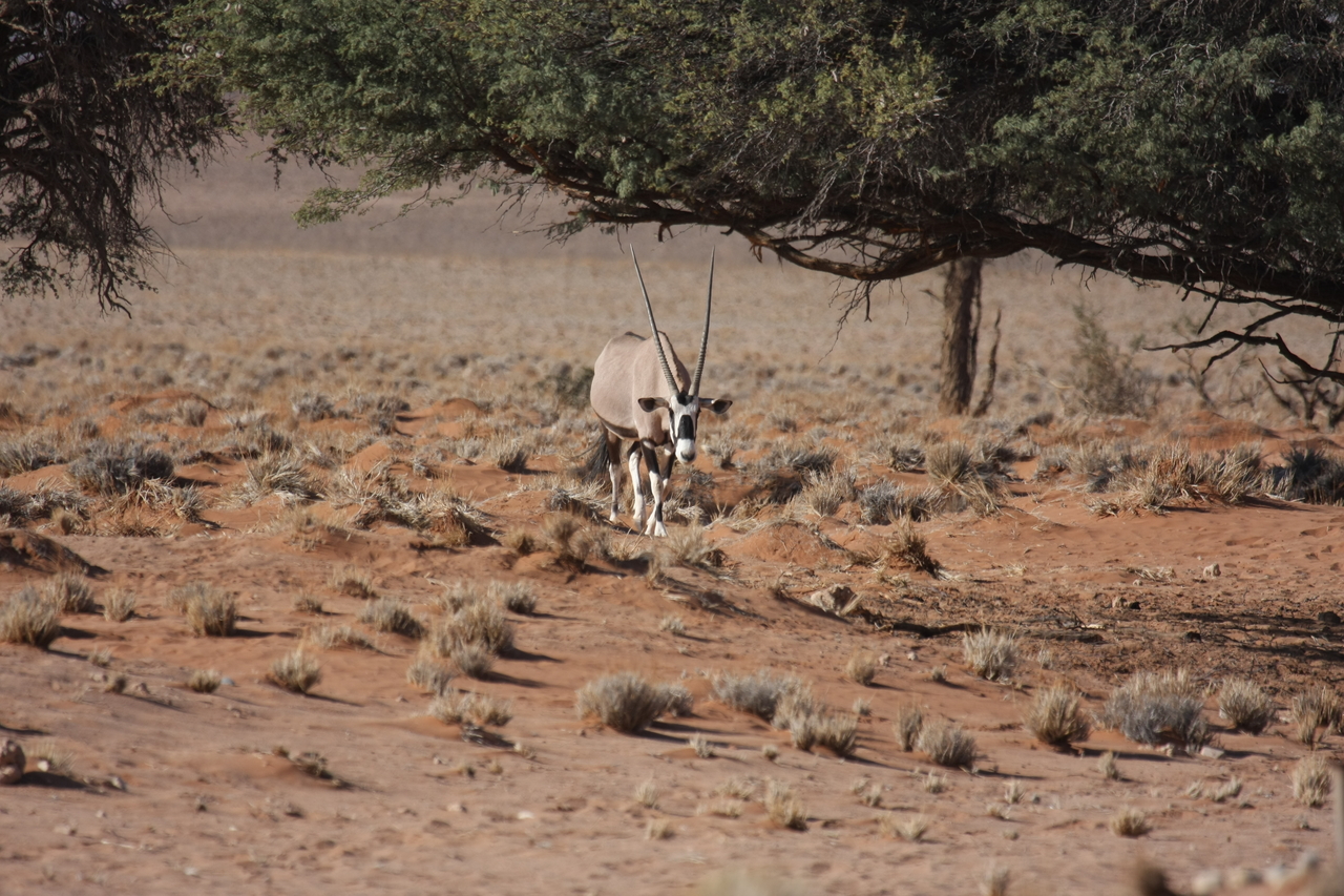 [15931] 2016_06_25_09_38_14_Africa_Canon_EOS_40D_IMG__09608.jpg