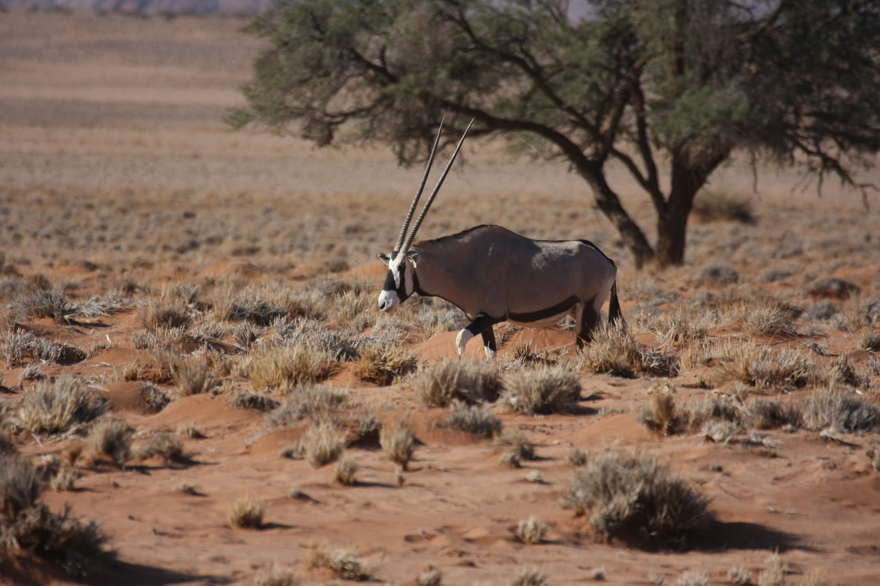 [15954] 2016_06_25_09_39_54_Africa_Canon_EOS_40D_IMG__00178.jpg