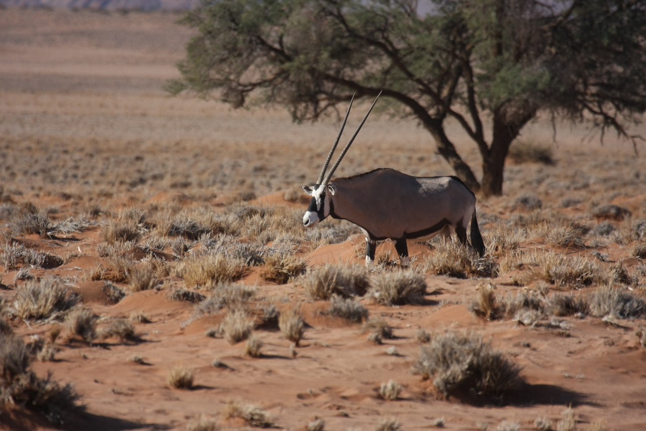 [15957] 2016_06_25_09_39_54_Africa_Canon_EOS_40D_IMG__09617.jpg