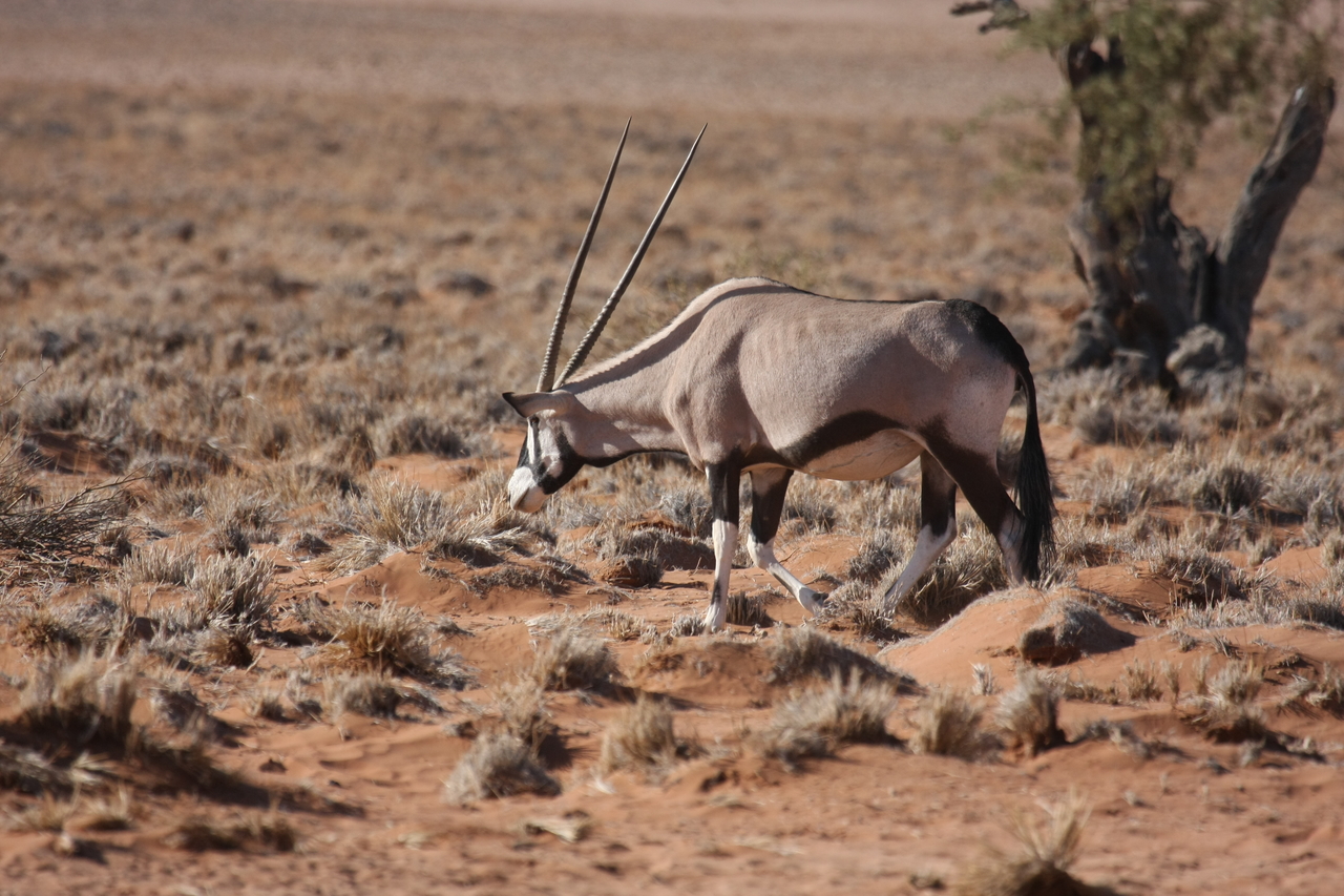 [15967] 2016_06_25_09_40_52_Africa_Canon_EOS_40D_IMG__09622.jpg
