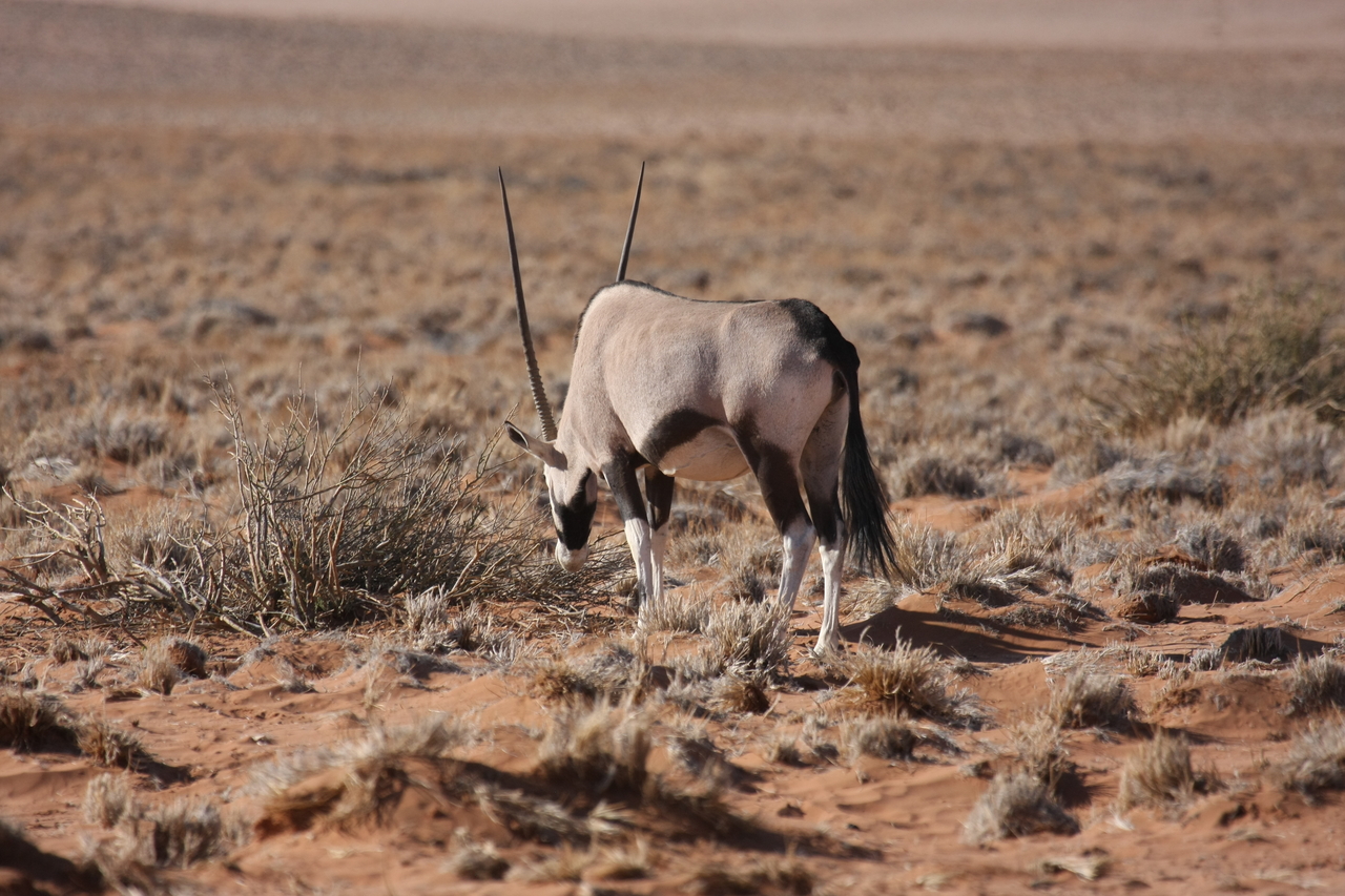 [15971] 2016_06_25_09_41_03_Africa_Canon_EOS_40D_IMG__02177.jpg