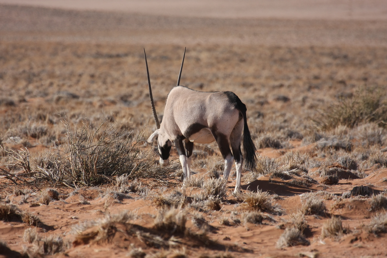 [15972] 2016_06_25_09_41_03_Africa_Canon_EOS_40D_IMG__09623.jpg