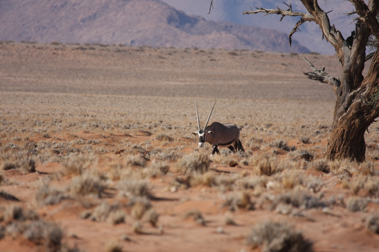 [15994] 2016_06_25_09_42_01_Africa_Canon_EOS_40D_IMG__09628.jpg