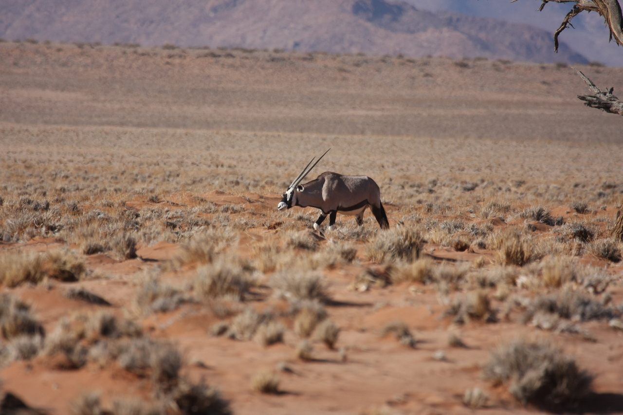 [15996] 2016_06_25_09_42_04_Africa_Canon_EOS_40D_IMG__02182.jpg