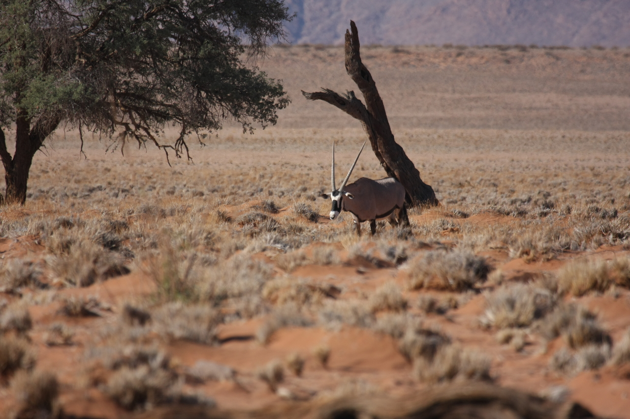 [16005] 2016_06_25_09_42_18_Africa_Canon_EOS_40D_IMG__09632.jpg