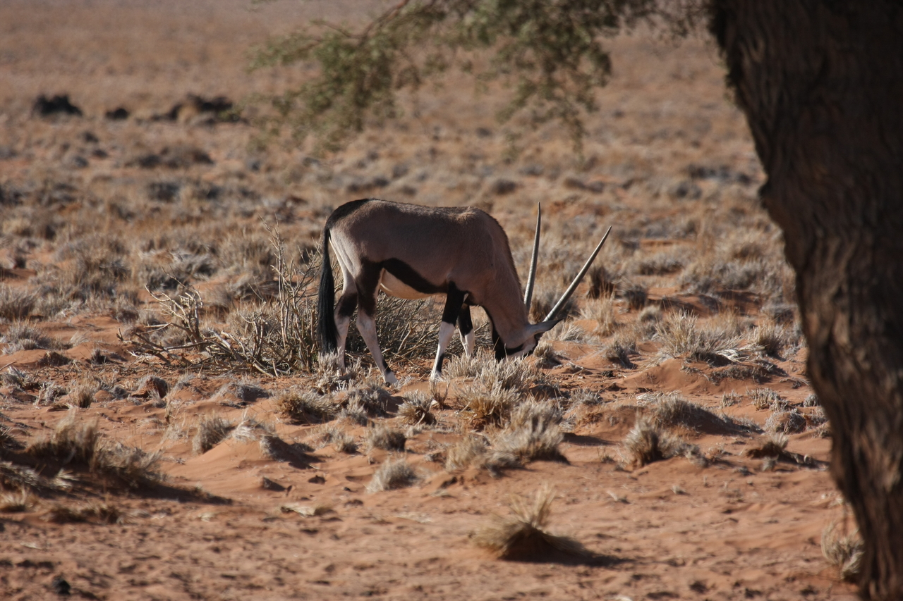 [16054] 2016_06_25_09_55_00_Africa_Canon_EOS_40D_IMG__09635.jpg