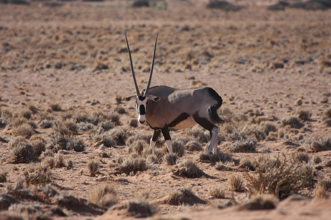 [16063] 2016_06_25_09_55_44_Africa_Canon_EOS_40D_IMG__09638.jpg