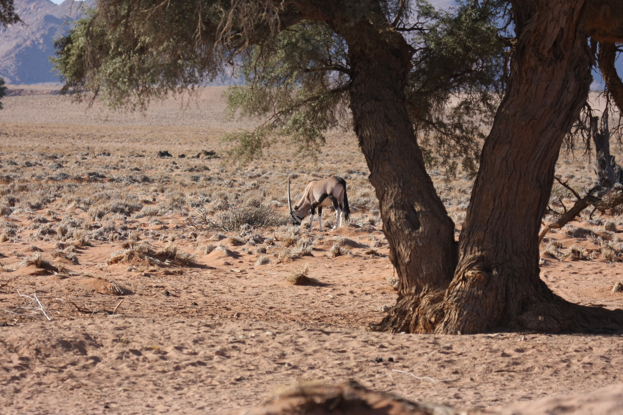 [16074] 2016_06_25_09_56_35_Africa_Canon_EOS_40D_IMG__09639.jpg