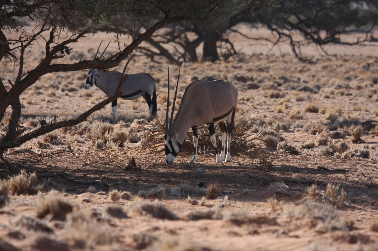 [16077] 2016_06_25_09_57_04_Africa_Canon_EOS_40D_IMG__02194.jpg