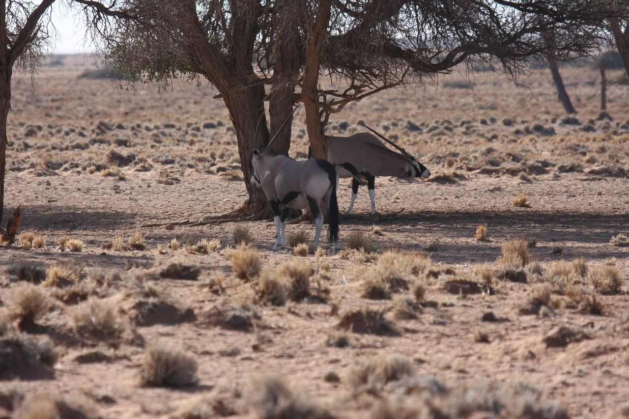 [16081] 2016_06_25_09_57_28_Africa_Canon_EOS_40D_IMG__09643.jpg