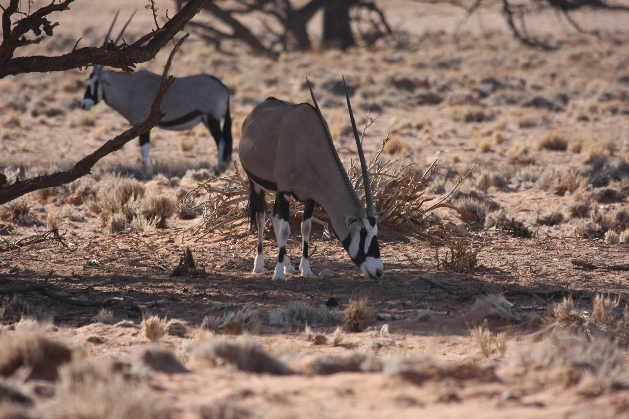 [16088] 2016_06_25_09_57_48_Africa_Canon_EOS_40D_IMG__02199.jpg
