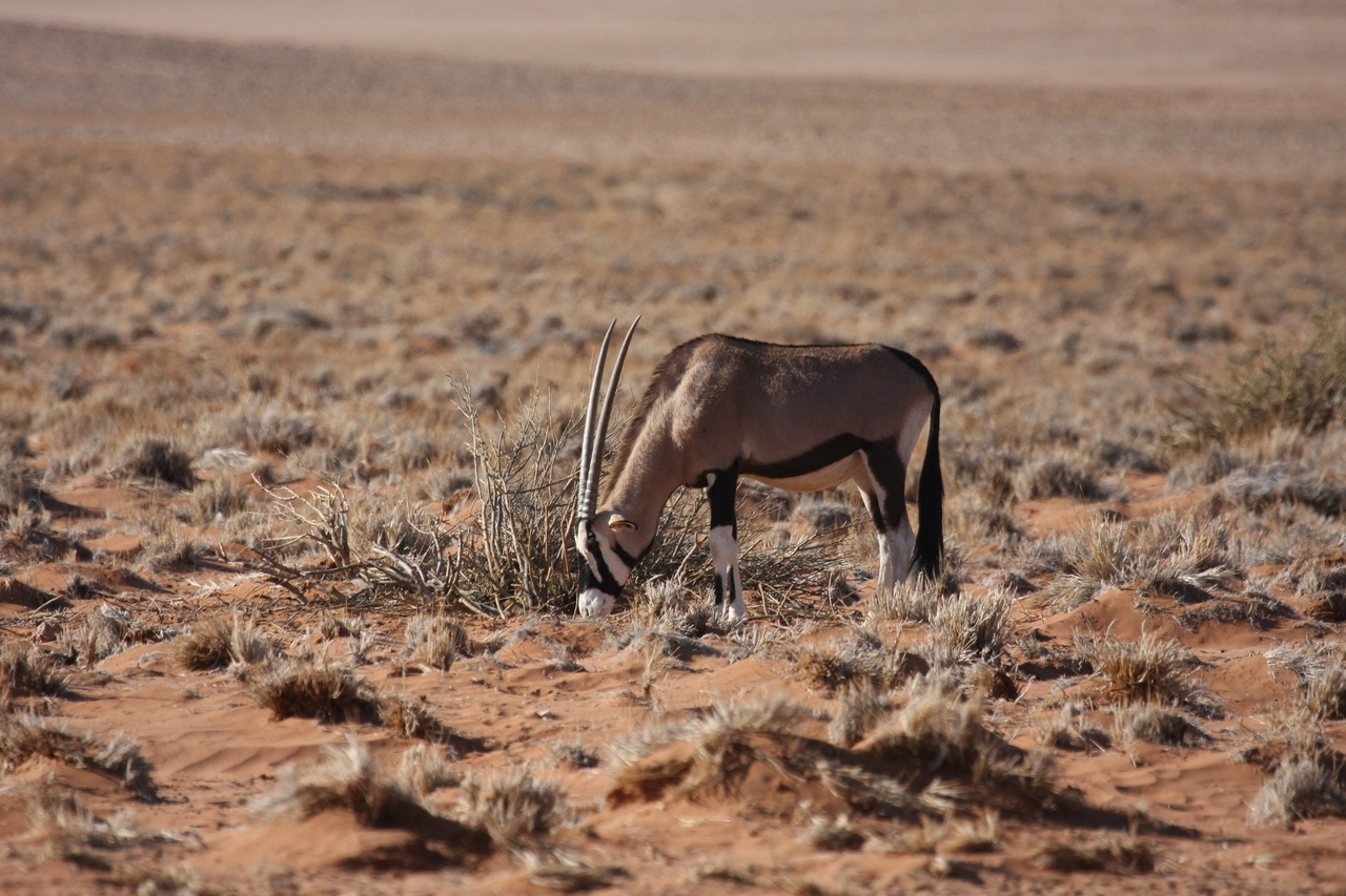[16100] 2016_06_25_09_58_14_Africa_Canon_EOS_40D_IMG__02203.jpg