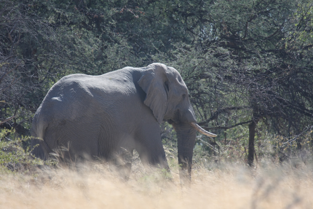 [16742] 2016_06_27_06_18_16_Africa_Canon_EOS_40D_IMG__09738.jpg