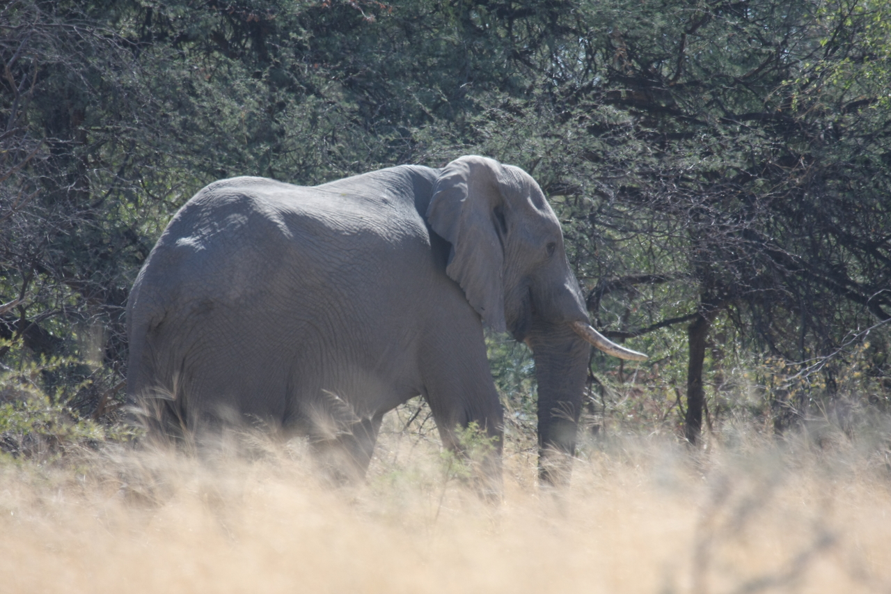 [16743] 2016_06_27_06_18_16_Africa_Canon_EOS_40D_IMG__09739.jpg