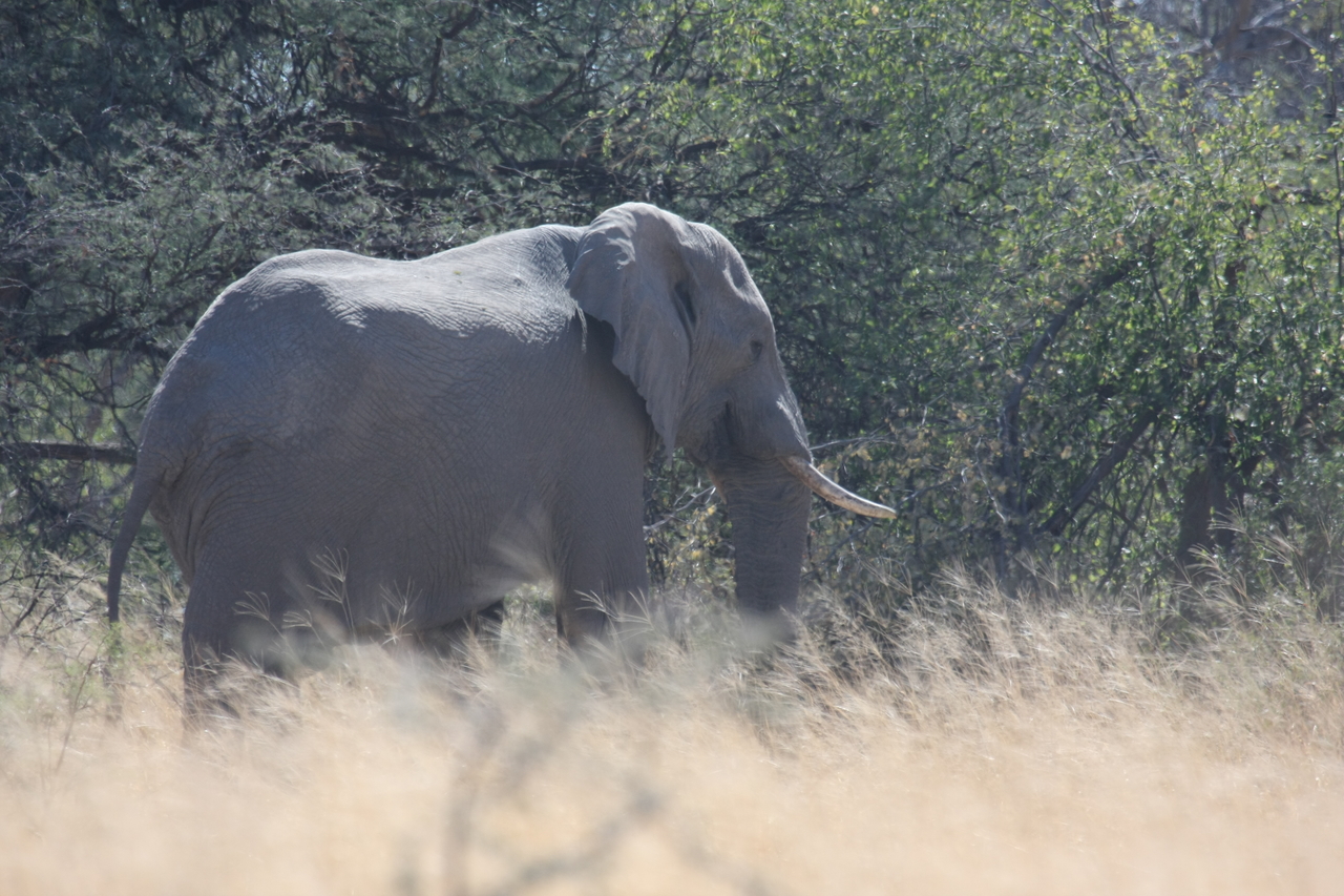 [16747] 2016_06_27_06_18_19_Africa_Canon_EOS_40D_IMG__02303.jpg
