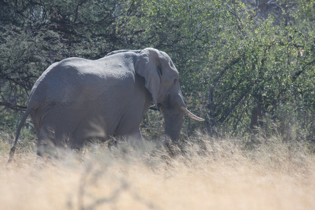 [16752] 2016_06_27_06_18_19_Africa_Canon_EOS_40D_IMG__09772.jpg