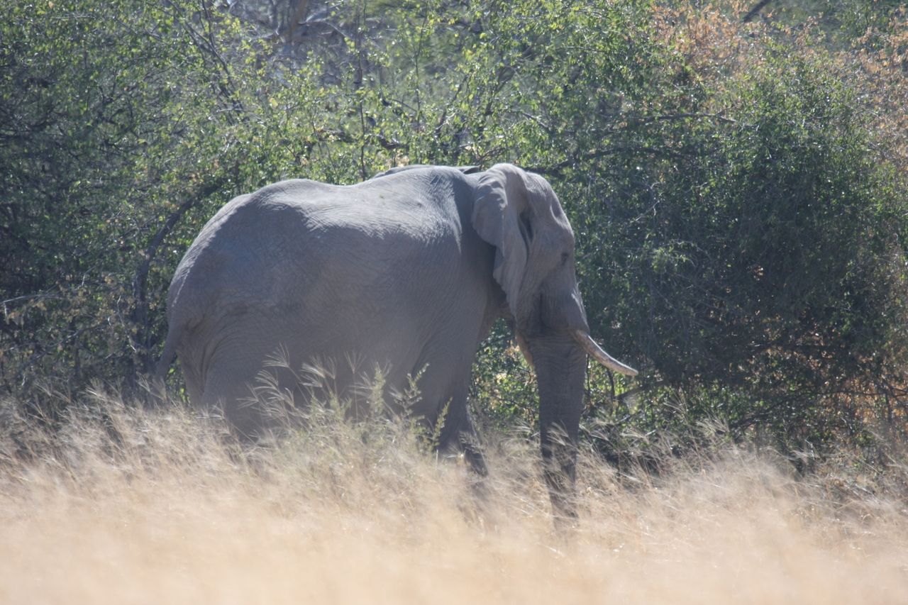 [16758] 2016_06_27_06_18_25_Africa_Canon_EOS_40D_IMG__09794.jpg