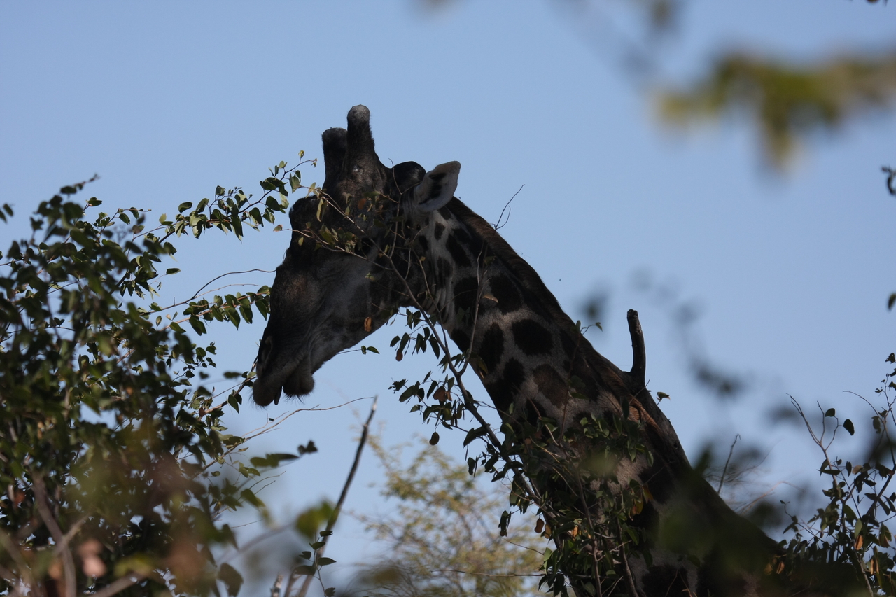 [16771] 2016_06_27_07_40_33_Africa_Canon_EOS_40D_IMG__09805.jpg