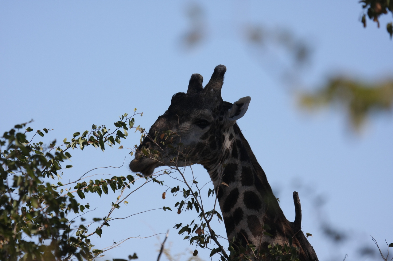 [16782] 2016_06_27_07_40_56_Africa_Canon_EOS_40D_IMG__09741.jpg