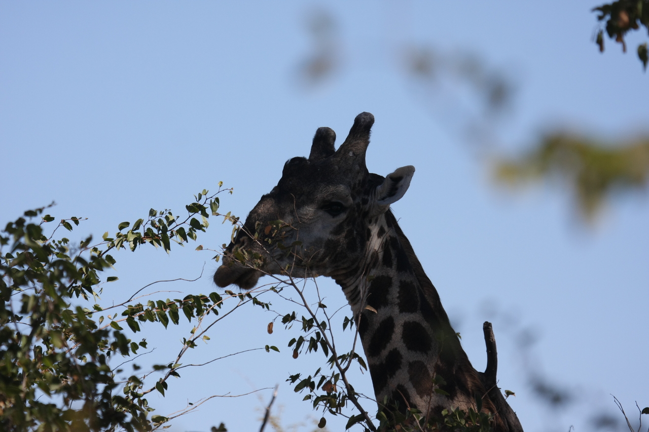 [16783] 2016_06_27_07_40_56_Africa_Canon_EOS_40D_IMG__09827.jpg